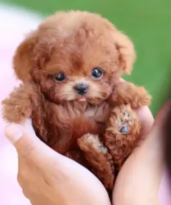 The Most Realistic Robot Puppy Ever!